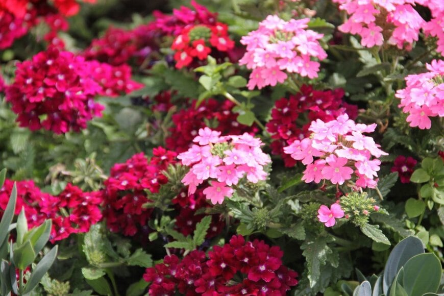 赤とピンクの花を咲かせているバーベナ