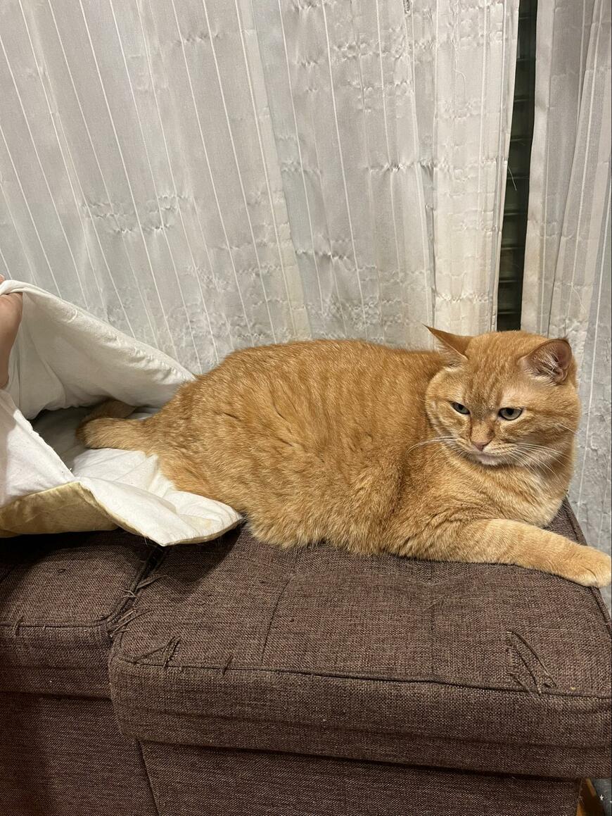 布団をめくられる猫