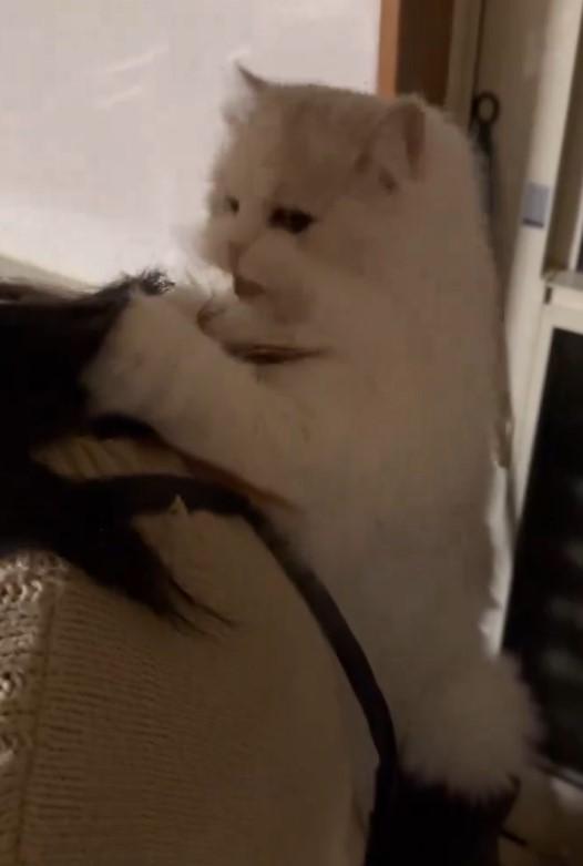 毛づくろいする猫