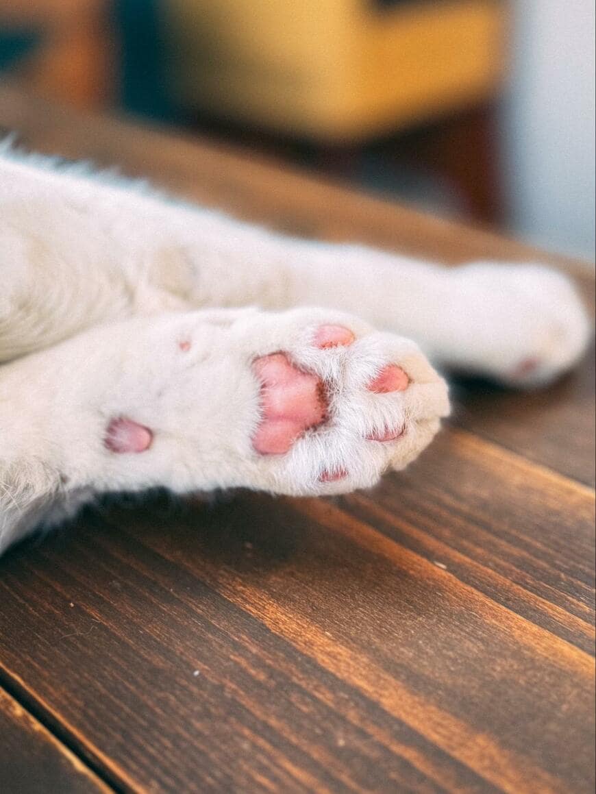 猫の肉球