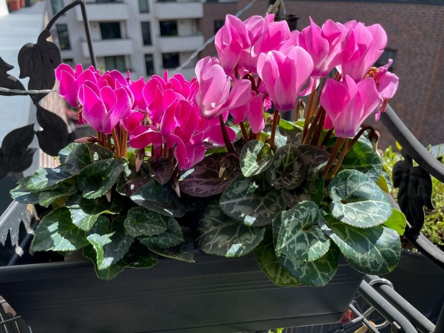 ピンクの花を咲かせている、ガーデンシクラメン