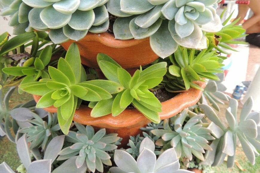 多肉植物を中心とした寄せ植え。重ね鉢をすることで、3D感が出てより立体的になる。