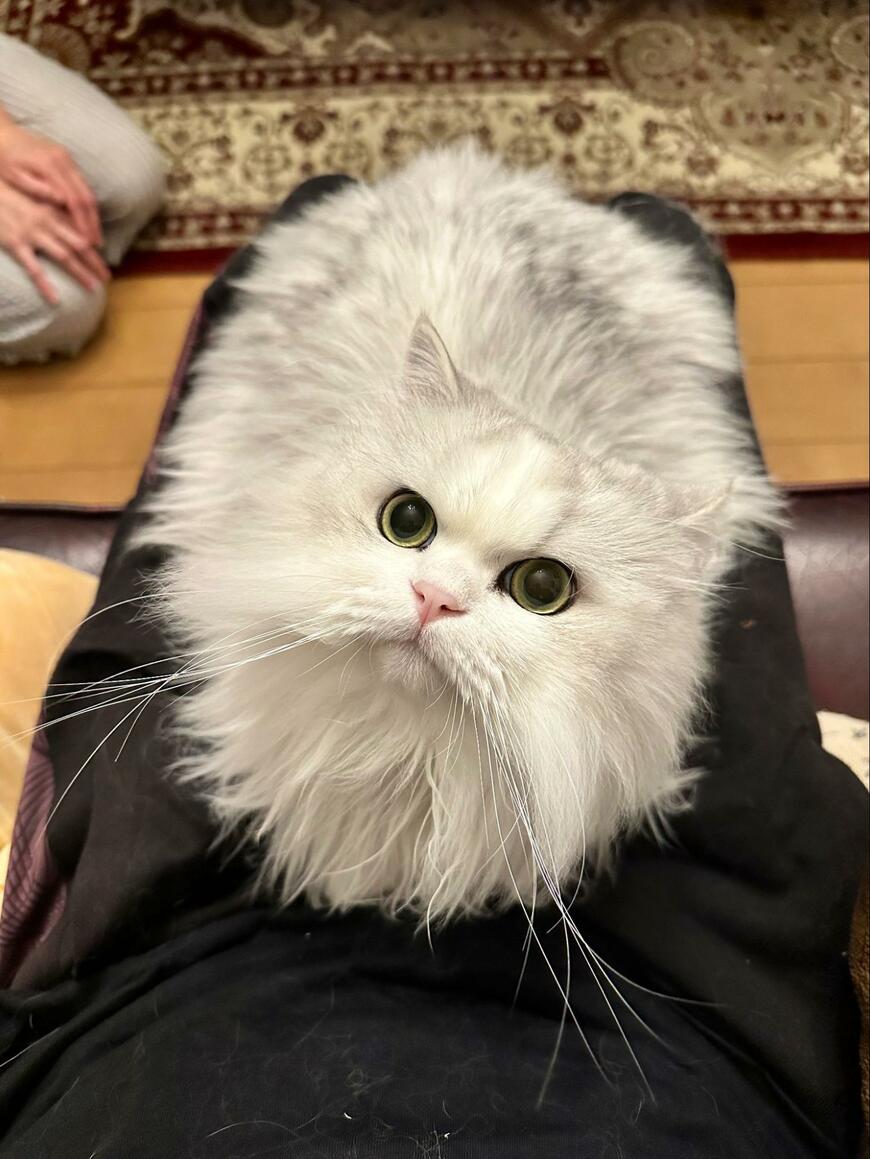 膝上に避難した猫