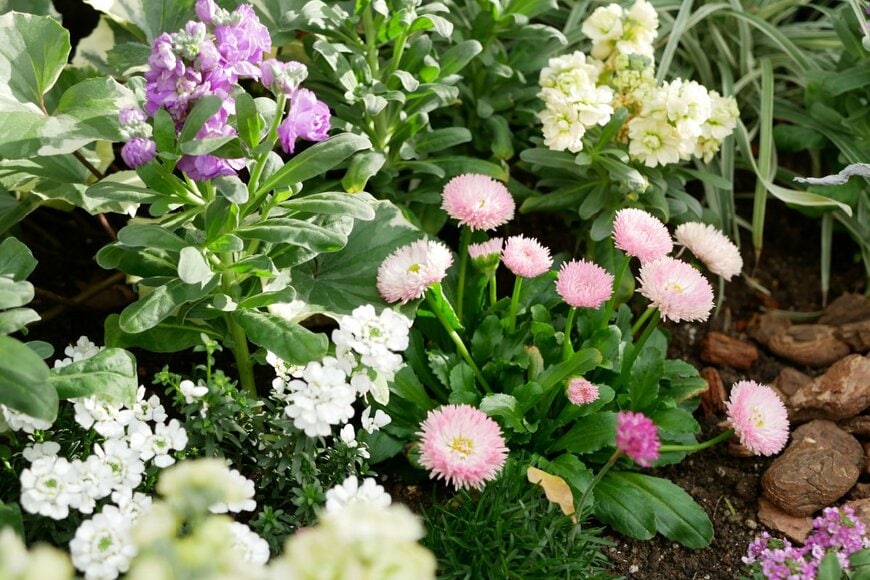 ピンク、白、紫、薄黄色の花が咲く花壇