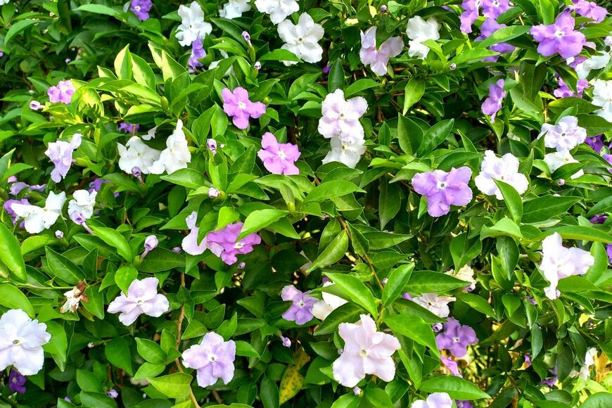 薄紫と白の花を咲かせているニオイバンマツリ