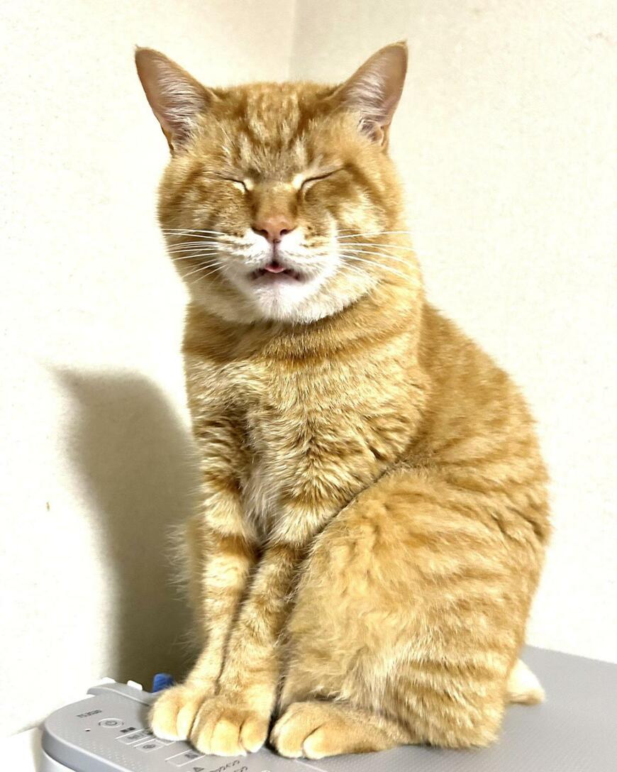 おすわりする猫