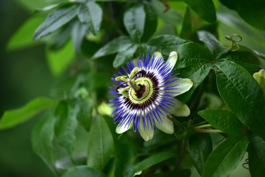 青、白、濃い紫の複色の花を咲かせている、トケイソウ