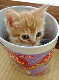 ”ちゅーるの正体”は…猫ちゃん！？容器からひょっこり現れた姿が可愛すぎて悶絶