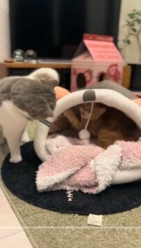 妹猫にベッドを奪われた姉猫　逆襲するかと思いきや・・・？！まさかの結果にほっこり
