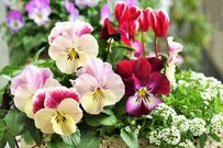 【ガーデニング】華やか＆手間いらず〈寄せ植え3例〉なら、秋から冬まで楽しめる