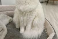 「出てますけど…」元保護猫の寝起き顔が話題　かわいい忘れ物にホッコリ