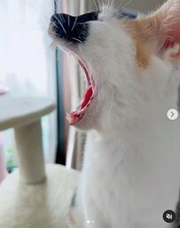 この三毛猫ちゃんの「あくび」伝染します！SNSユーザーも思わず「あくび」