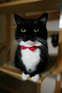 「丸＆猫耳」になった猫ちゃんの姿に「変装の達人」とのコメント？！思わず二度見