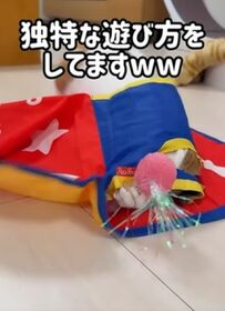【悶絶】猫ちゃんがひとりで遊ぶ姿がかわいすぎるとSNSユーザーが歓喜