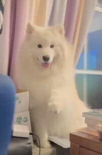 【踊りを披露するワンちゃん】サモエド犬のチョイチョイ踊りが癒されるとSNSで話題に