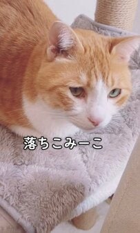 【落ち込む猫】毛布を洗われてがっかりした猫が取った行動とは？まさかの衝撃ラスト！