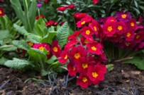 【ガーデニング】秋から春「ほったらかしでも咲き続ける」多年草・一年草おすすめ10選