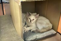 ガリガリの身体で保護された子猫　2週間後の姿に目頭が熱くなる「表情が全然違う」