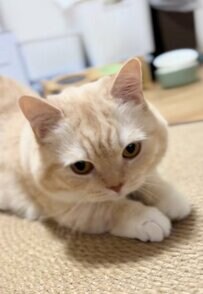 猫ちゃん、朝の挨拶中にどこかへ向かう→意外な場所で見せた愛らしい姿が話題！