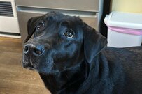 【そっくりな姿勢】浴室で作業をしている「犬と飼い主」　魂レベルのシンクロ率に目を疑う