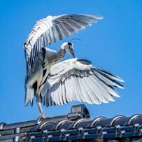 屋根の上で「神様」のようなポーズを決めるアオサギ　翼を大きく広げた日光浴の姿に「厨二病の鳥」