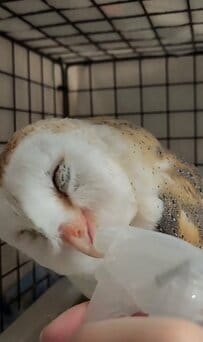 【目をつぶったまま】霧吹きでお水を飲むフクロウさん　数秒後…まさかの行動に思わず二度見