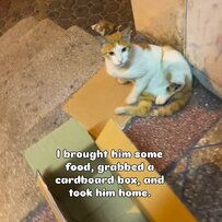 「足をひどく骨折していた野良猫」保護され手術を受けて無事に回復！足を切断することもなく、他の猫とも元気に遊べるように