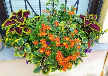 センスのいい寄せ植えづくり】秋の玄関が映える！オシャレな《花