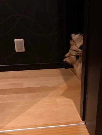 もはやプロのような見張り姿