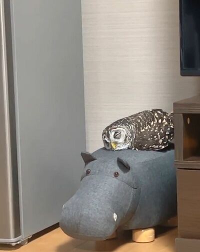 投稿動画のワンシーン