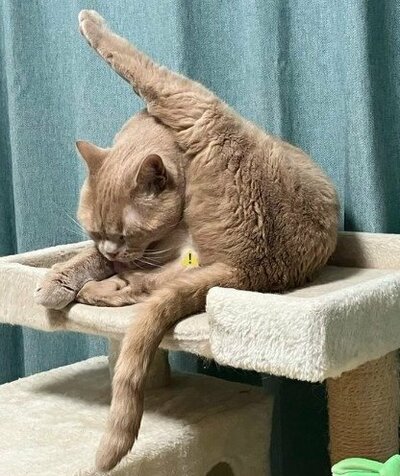 アクロバティックともいえるストレッチ