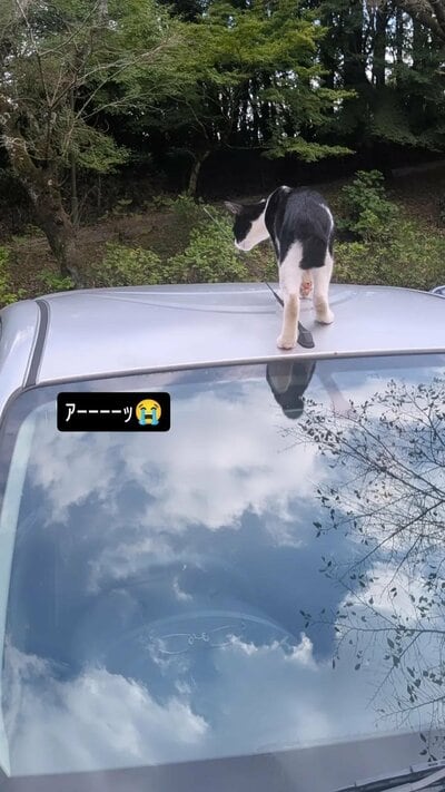 車の上に乗る猫ちゃん