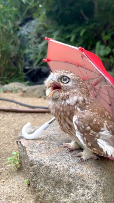 投稿動画のワンシーン