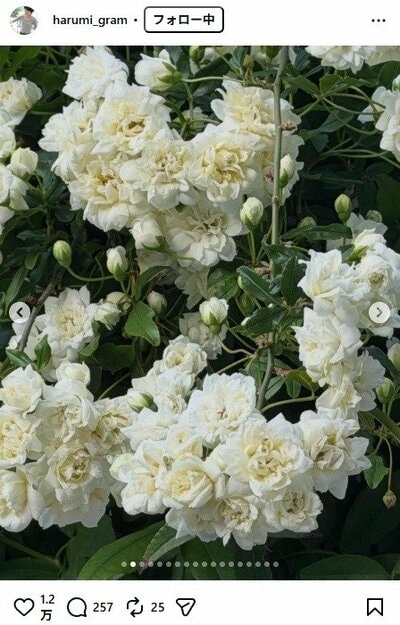 栗原はるみのInstagram投稿