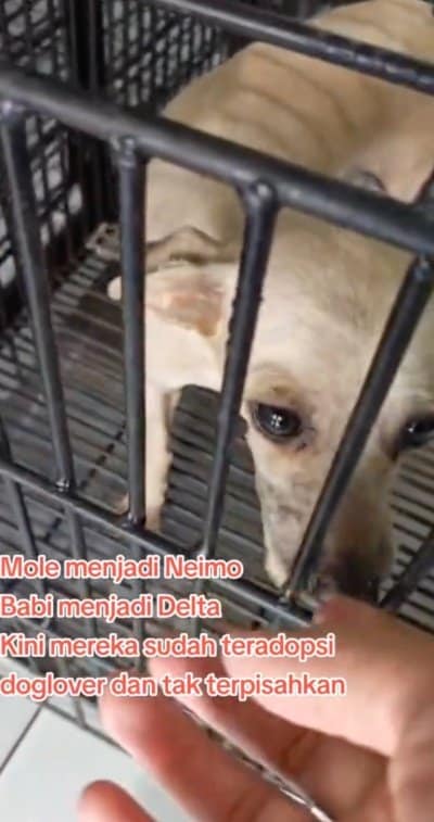 出所：<u><a href="https://www.tiktok.com/@jambidoglover/video/7646025278841572616" target="_blank">@jambidoglover</a></u>