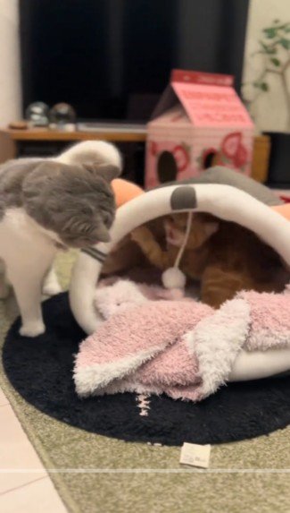 妹猫にベッドを奪われた姉猫　逆襲するかと思いきや・・・？！まさかの結果にほっこり