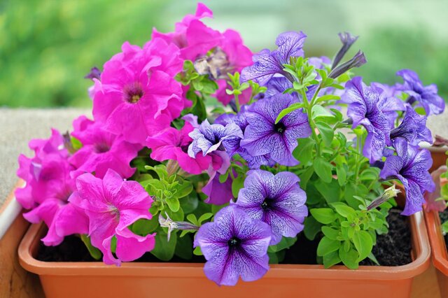 【初夏から秋の玄関先にひと鉢！】ペチュニア主役の〈こんもり寄せ植え〉相性のよいパートナー植物2選