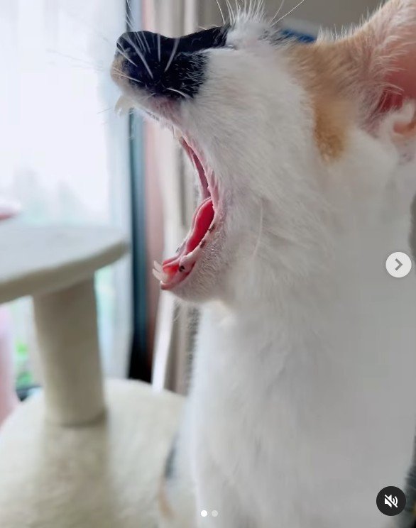 この三毛猫ちゃんの「あくび」伝染します！SNSユーザーも思わず「あくび」