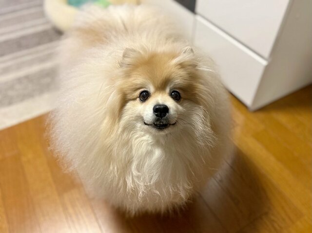 玄関に行ってみると…「毛むくじゃらの妖怪」に遭遇！モフモフの姿に「毛羽毛現」の声も
