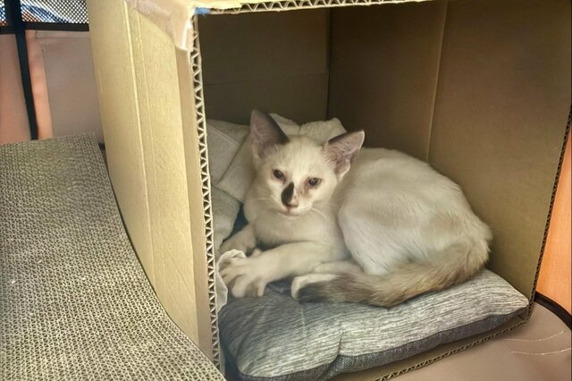 ガリガリの身体で保護された子猫　2週間後の姿に目頭が熱くなる「表情が全然違う」