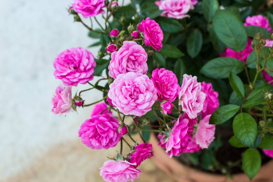 iceink/shutterstock.com