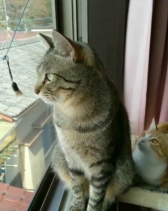 出所：@mero627puri914