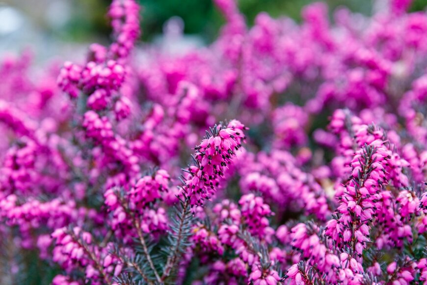 nnattalli/shutterstock.com