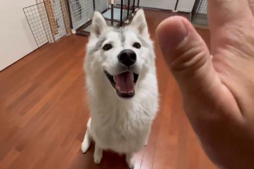 出所：@Livewithhusky