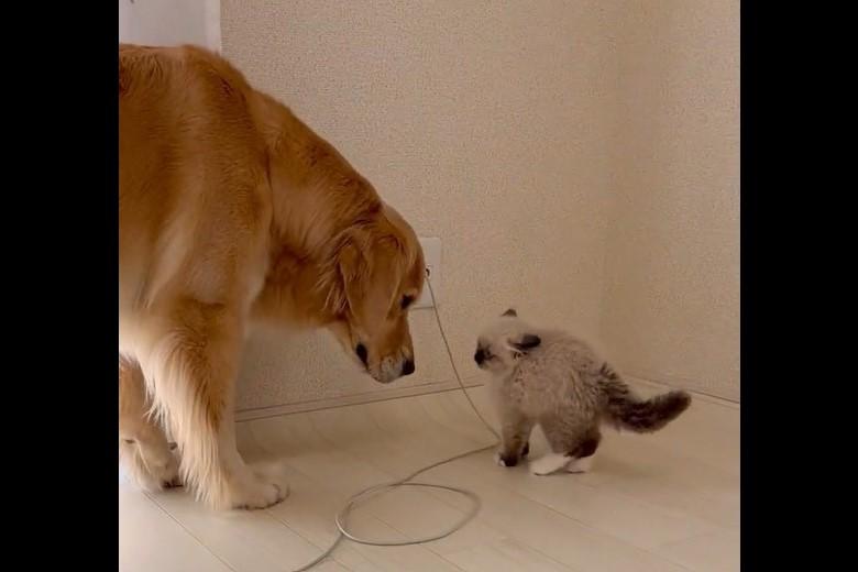 大型犬と対面した子猫　想像を超える展開に「世界一可愛い」「安心」の声【2023年下期ベストセレクション】