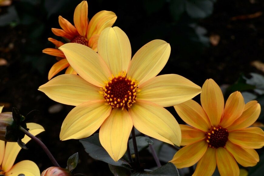 Walter Erhardt/shutterstock.com