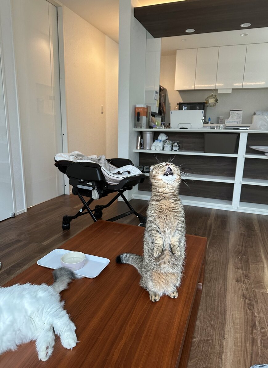 出所：@ponpokopontanu