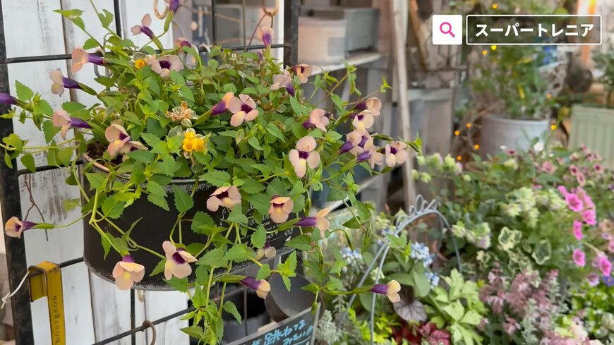 出所：@petit_fleur