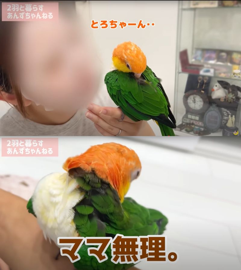 出所：@anz_omomiri