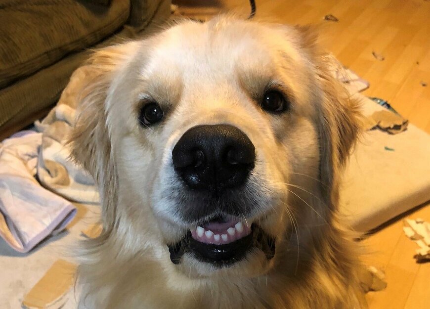 出所：@elmo_golret